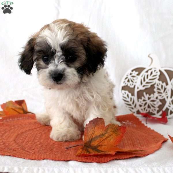 Faith, Teddy Bear Puppy